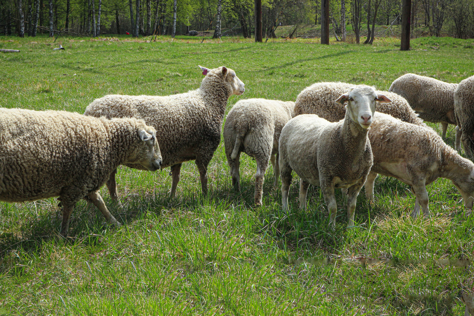 WP_Får_1920X1280_12062024.jpg WP_Får_1920X1280_12062024.jpg