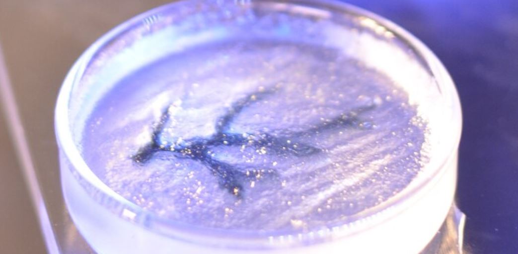 The European Space Agency, ESA has selected ground-preparatory studies for making use of the 3D Biosystem on the International Space Station. ESA will showcase the preliminary results during an online workshop on the 19th of June 2024, starting at 9h30 CEST.