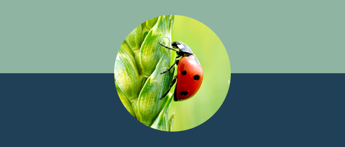 Formålet med programmet er bl.a. at støtte og styrke målsætningerne i FN’s verdensmål, den europæiske grønne pagt og EU’s klimamål.